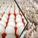 الاكتفاء الذاتي من الدواجن والبيض