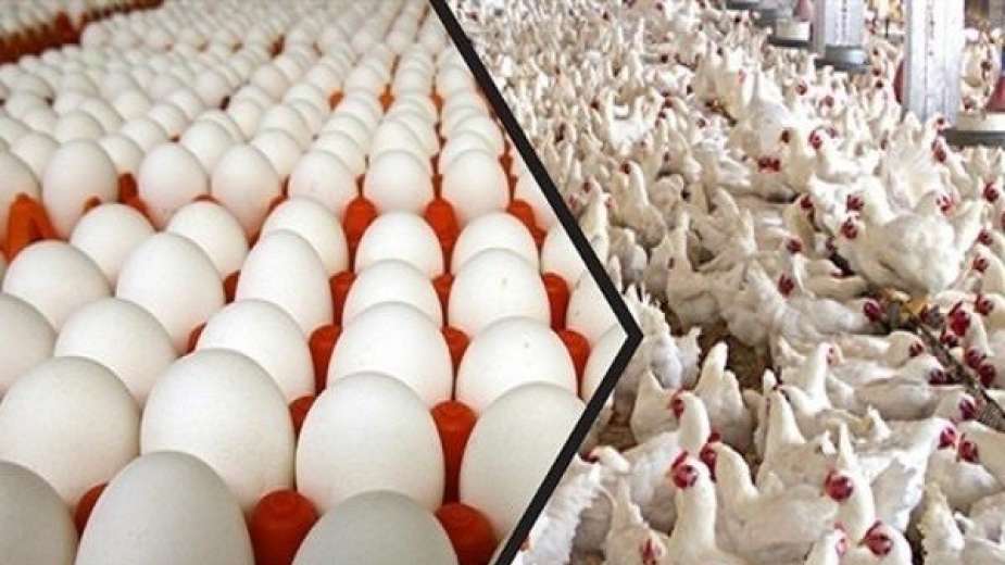 الاكتفاء الذاتي من الدواجن والبيض