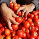 صادرات مصر من الطماطم