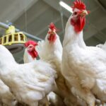 أسعار الدواجن اليوم