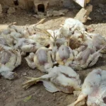 حقيقة ظهور مرض إنفلونزا الطيور