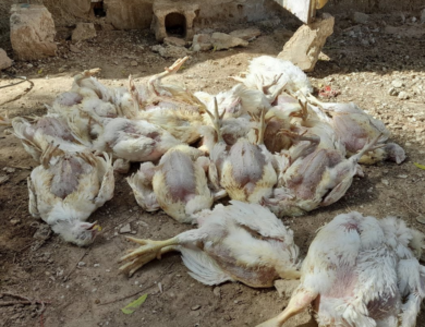 نفوق الدواجن بسبب أوبئة