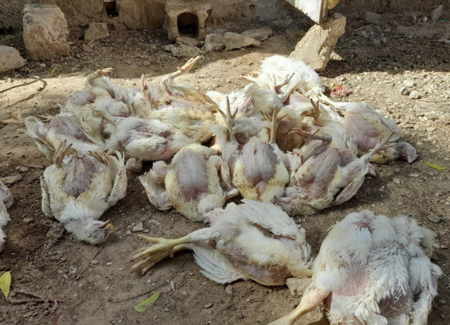 نفوق الدواجن بسبب أوبئة