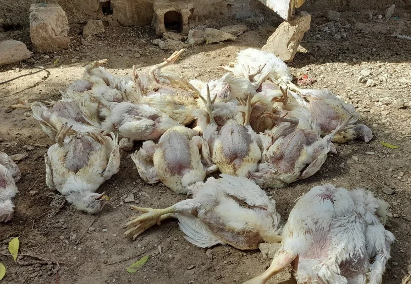 حقيقة ظهور مرض إنفلونزا الطيور