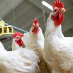 أسعار الفراخ البيضاء اليوم في بورصة الدواجن