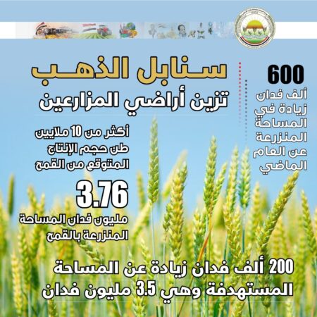 محصول القمح