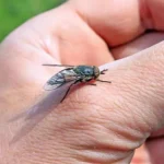 ظاهرة انتشار الذباب