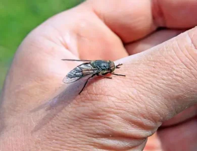 ظاهرة انتشار الذباب