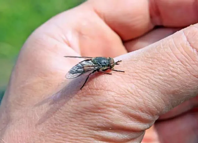 ظاهرة انتشار الذباب