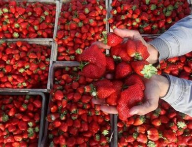 هل توجد "فراولة مسرطنة" بالأسواق؟