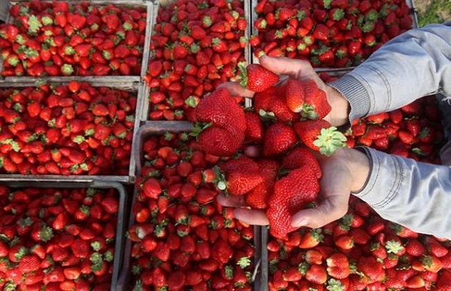 هل توجد "فراولة مسرطنة" بالأسواق؟