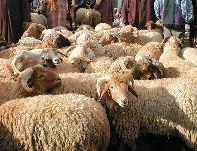 الأضحية