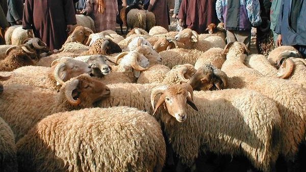الأضحية