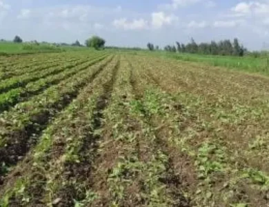 مبادرة مزرعتك في مصر