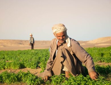 SEKEM Marks Major Business and Sustainability Achievements across Its Ecosystem in 2025