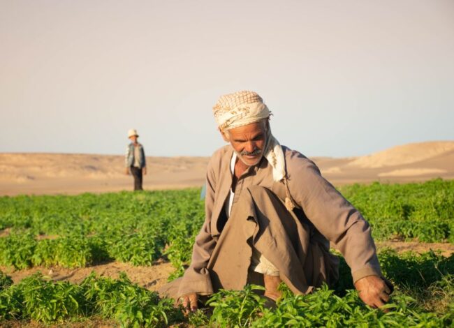 SEKEM Marks Major Business and Sustainability Achievements across Its Ecosystem in 2025